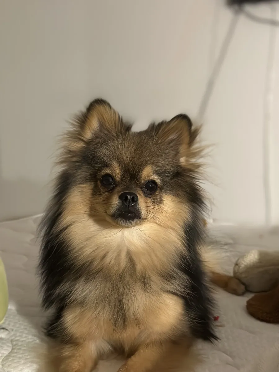 Foto original de Lulo, un pomerania